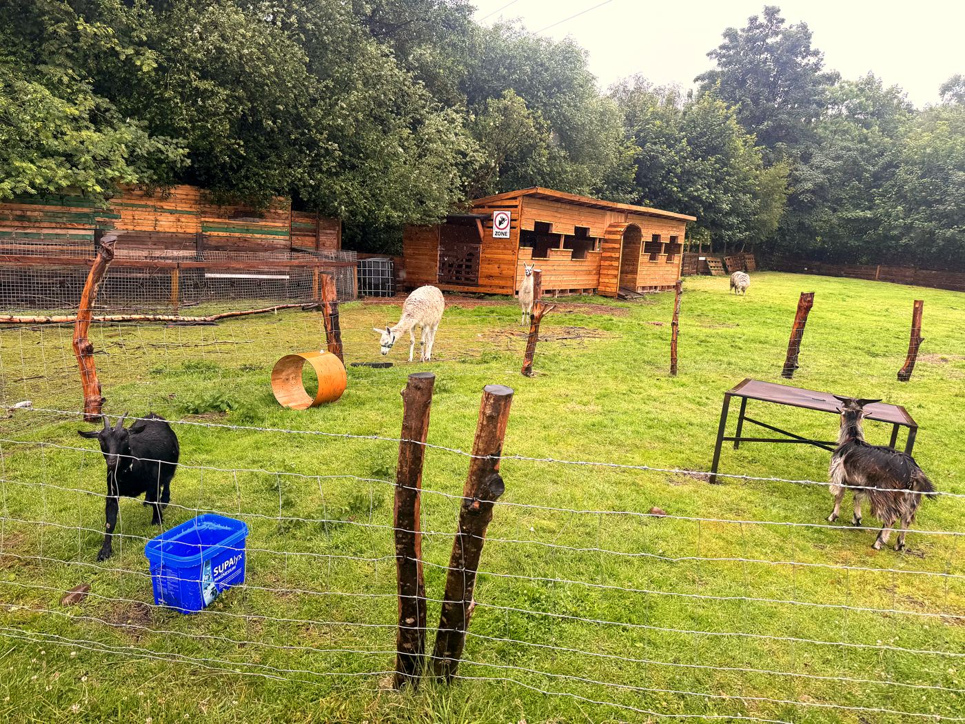 Emus in their paddock