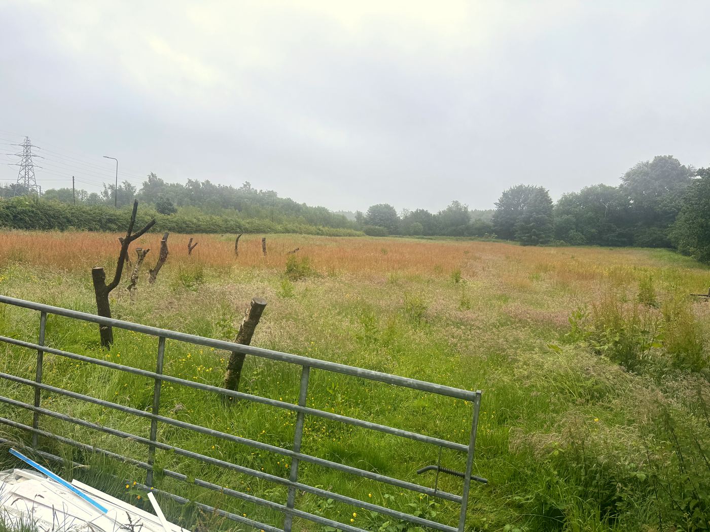 The open meadow